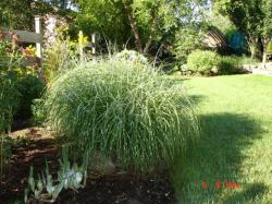 Trave: Miscanthus sinensis Little Zebra - patuljasta zebrina 
